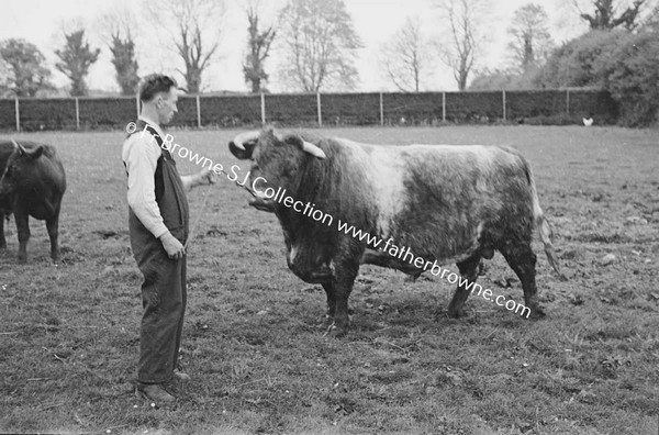 ON THE FARM PRIZE BULL